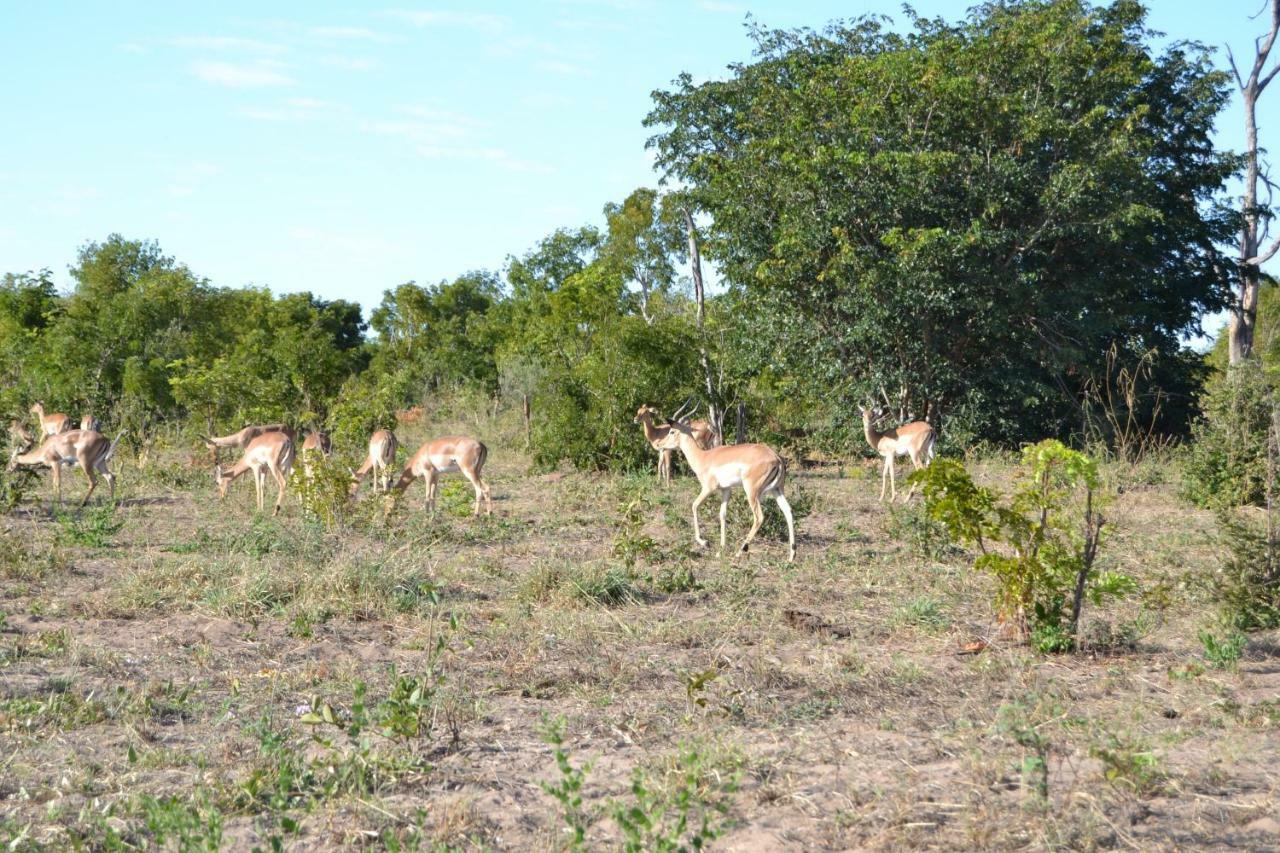 Chobe Sunset Chalets Lesoma Eksteriør billede