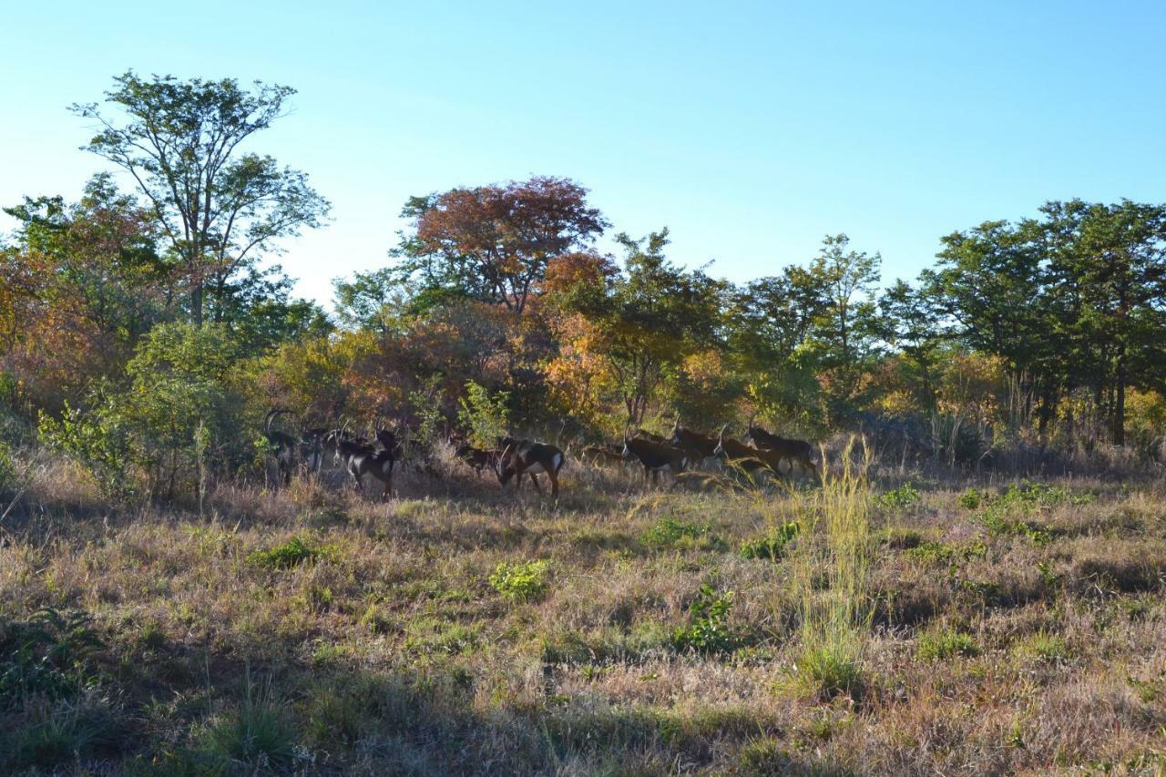 Chobe Sunset Chalets Lesoma Eksteriør billede