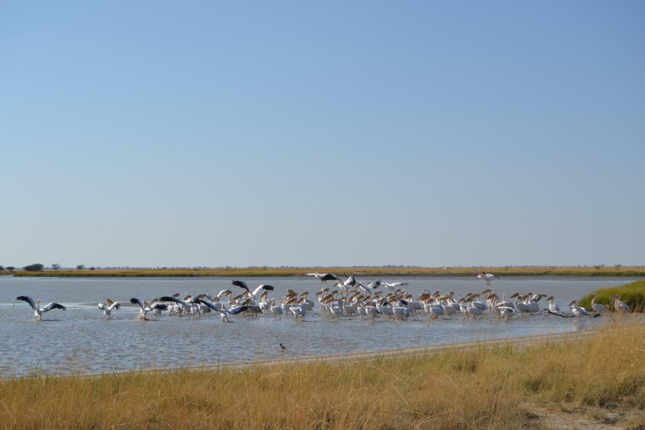 Chobe Sunset Chalets Lesoma Eksteriør billede