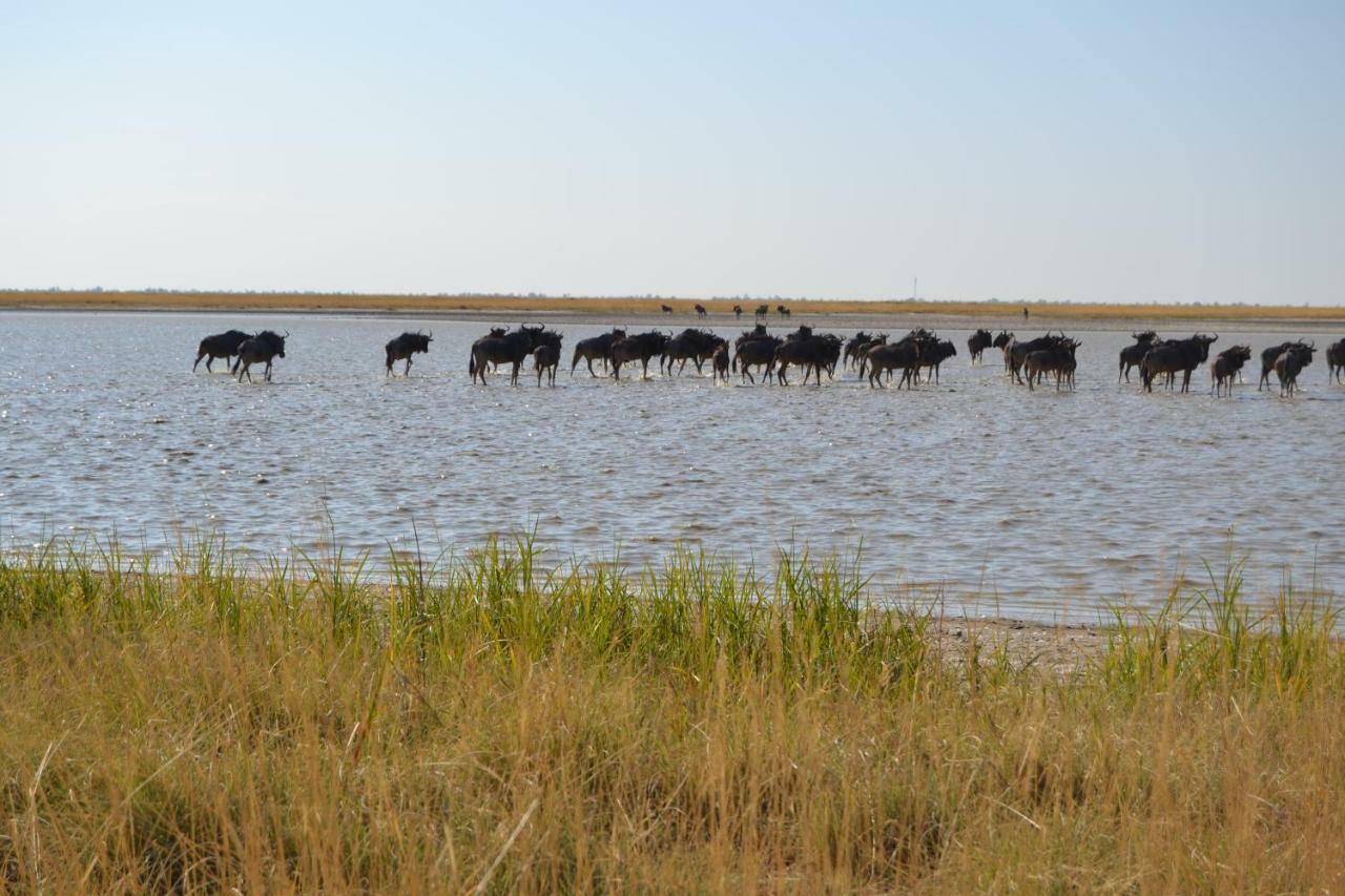 Chobe Sunset Chalets Lesoma Eksteriør billede